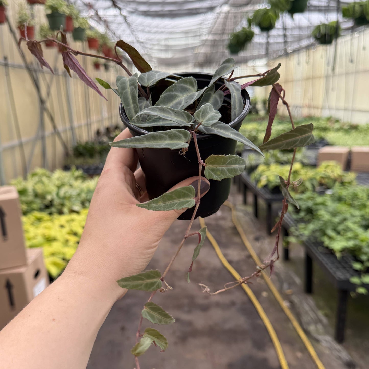 Jungle Vine - Cissus Amazonica - 4" Plant