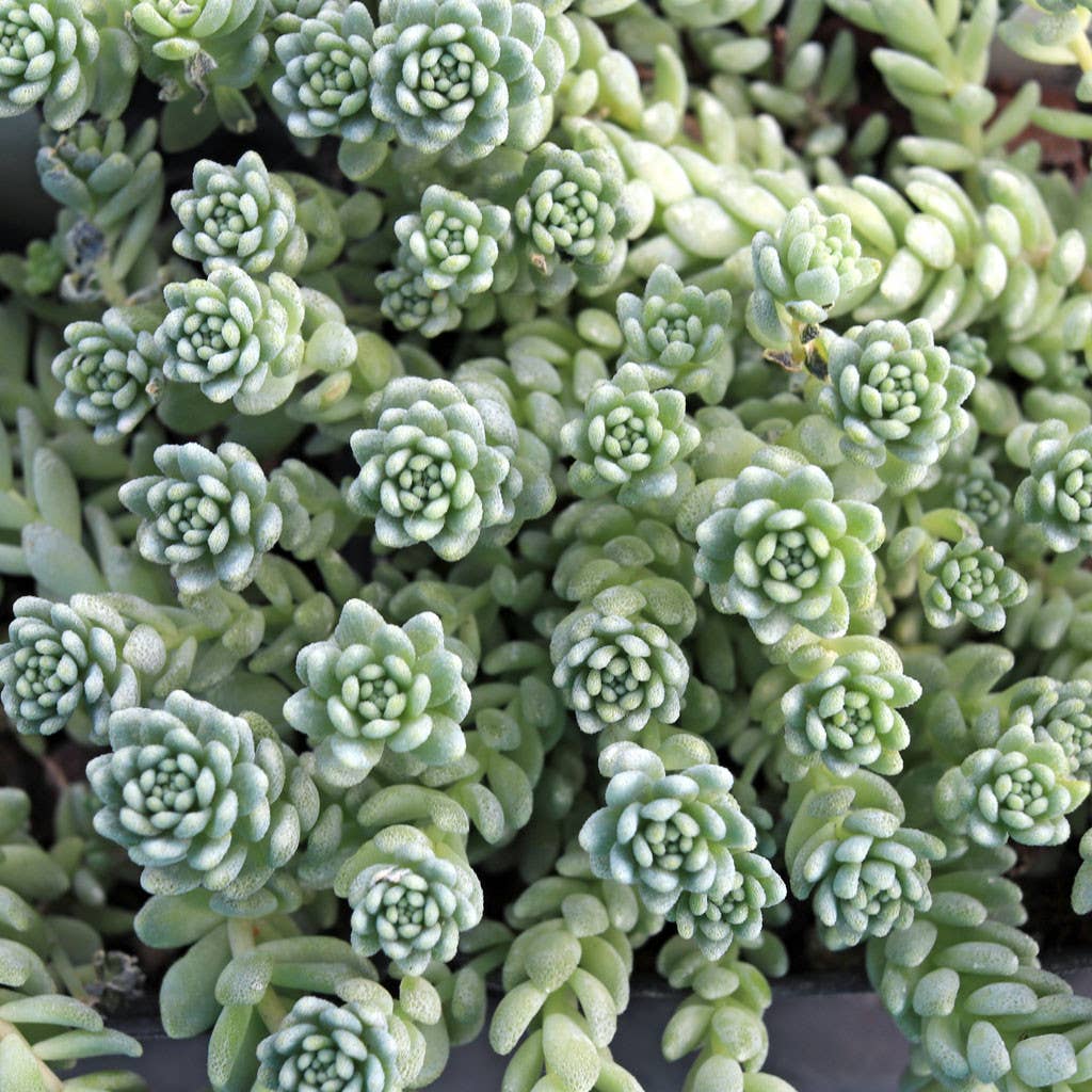 Sedum dasyphyllum 'Himalayan Skies'