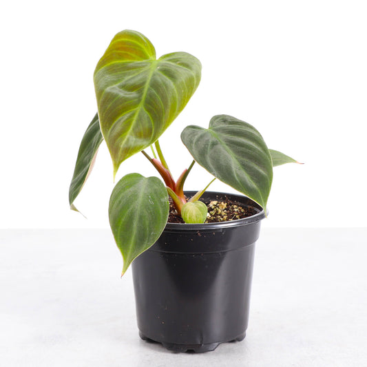Philodendron El Choco Red - 4" Live Plant