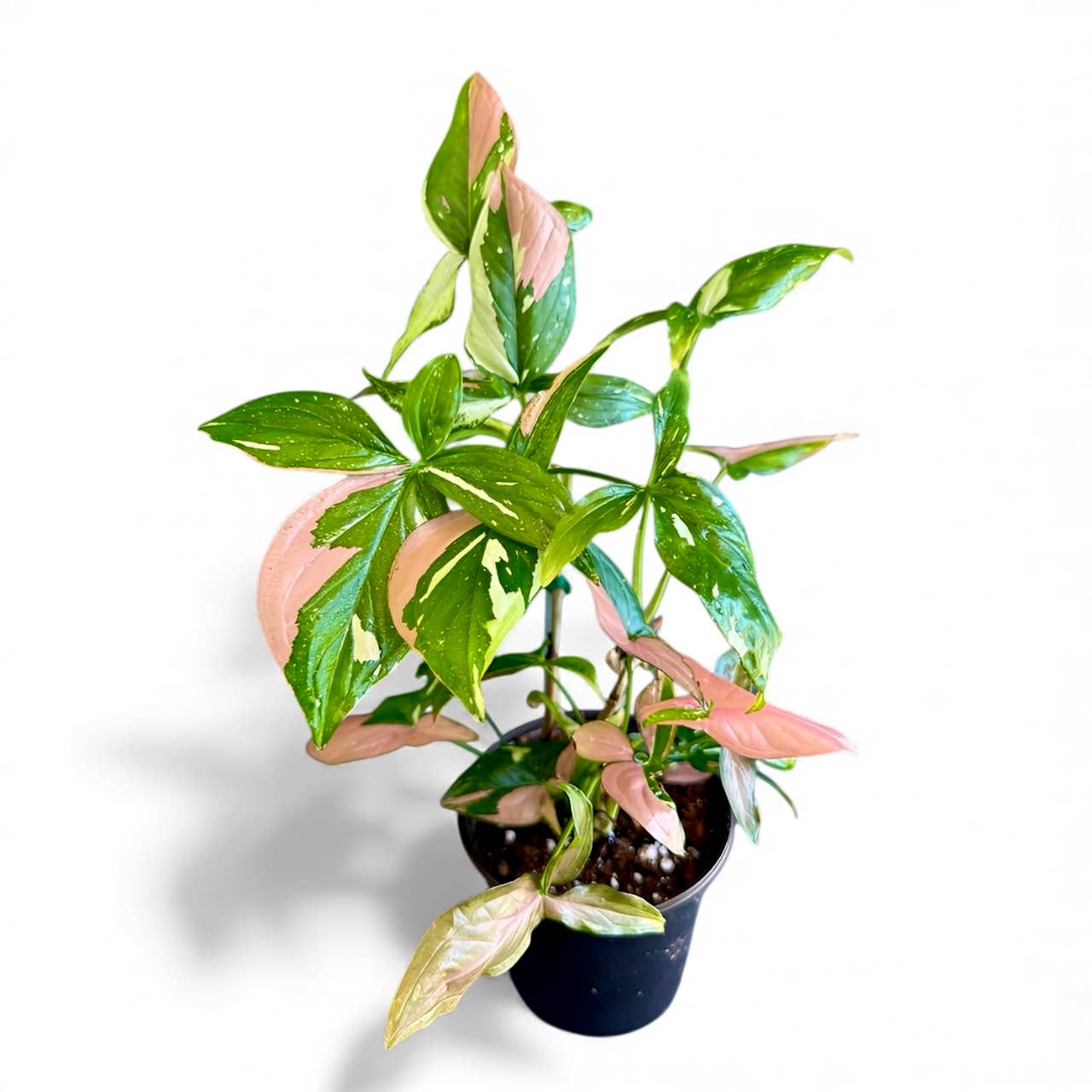 Rare Syngonium Tricolor: Large