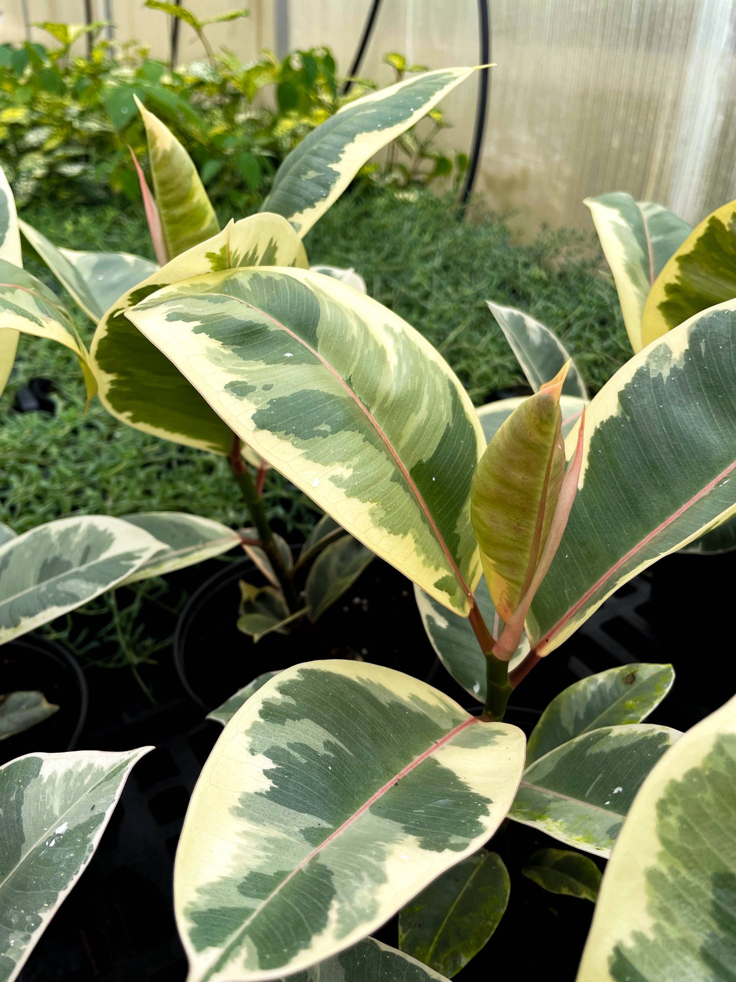 Tineke Rubber Plant - Live Plant: 4" Pot