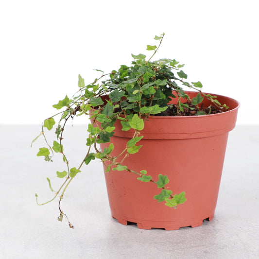 String of Frogs Plant - Creeping Fig - 4" Live Plant