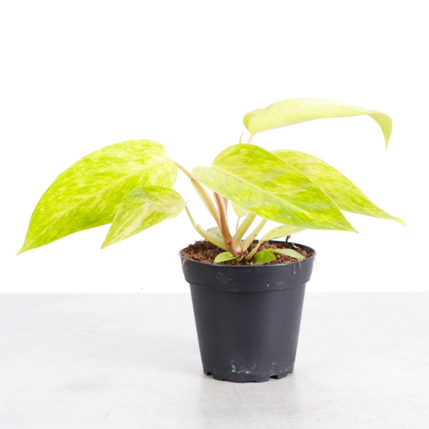 Painted Lady Philodendron - Live Plant - Rare: 4" Pot