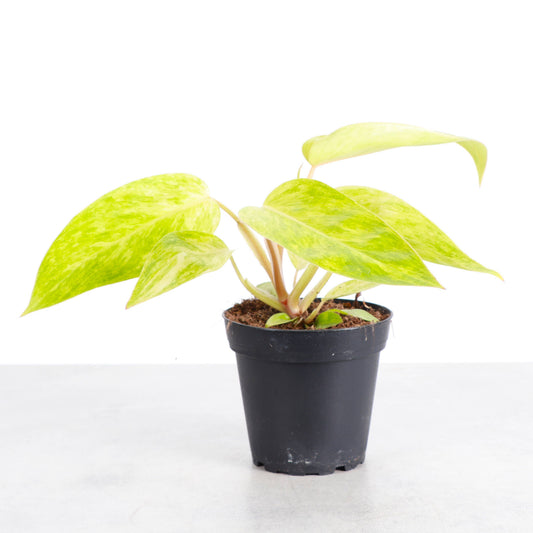 Painted Lady Philodendron - Live Plant - Rare: 4" Pot