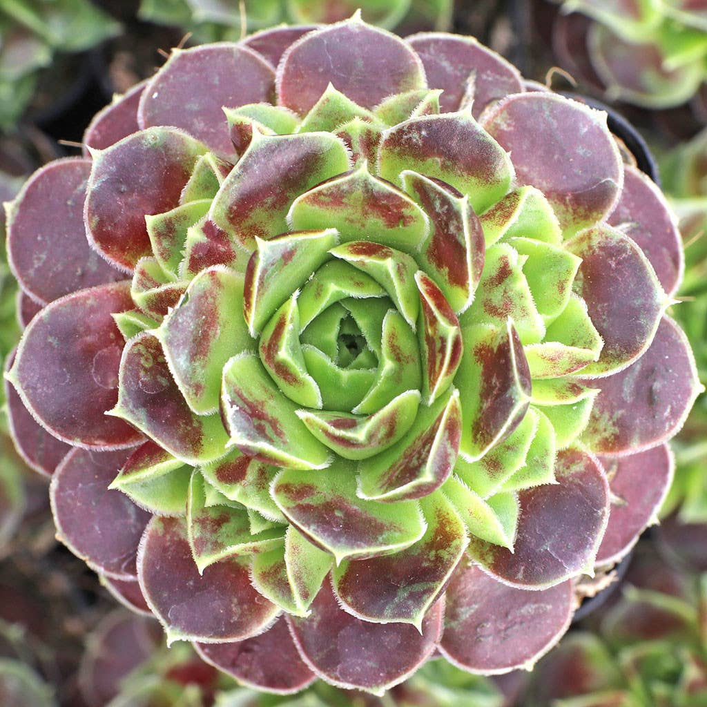 Sempervivum heuffelii 'Red Charm' [exclusive]