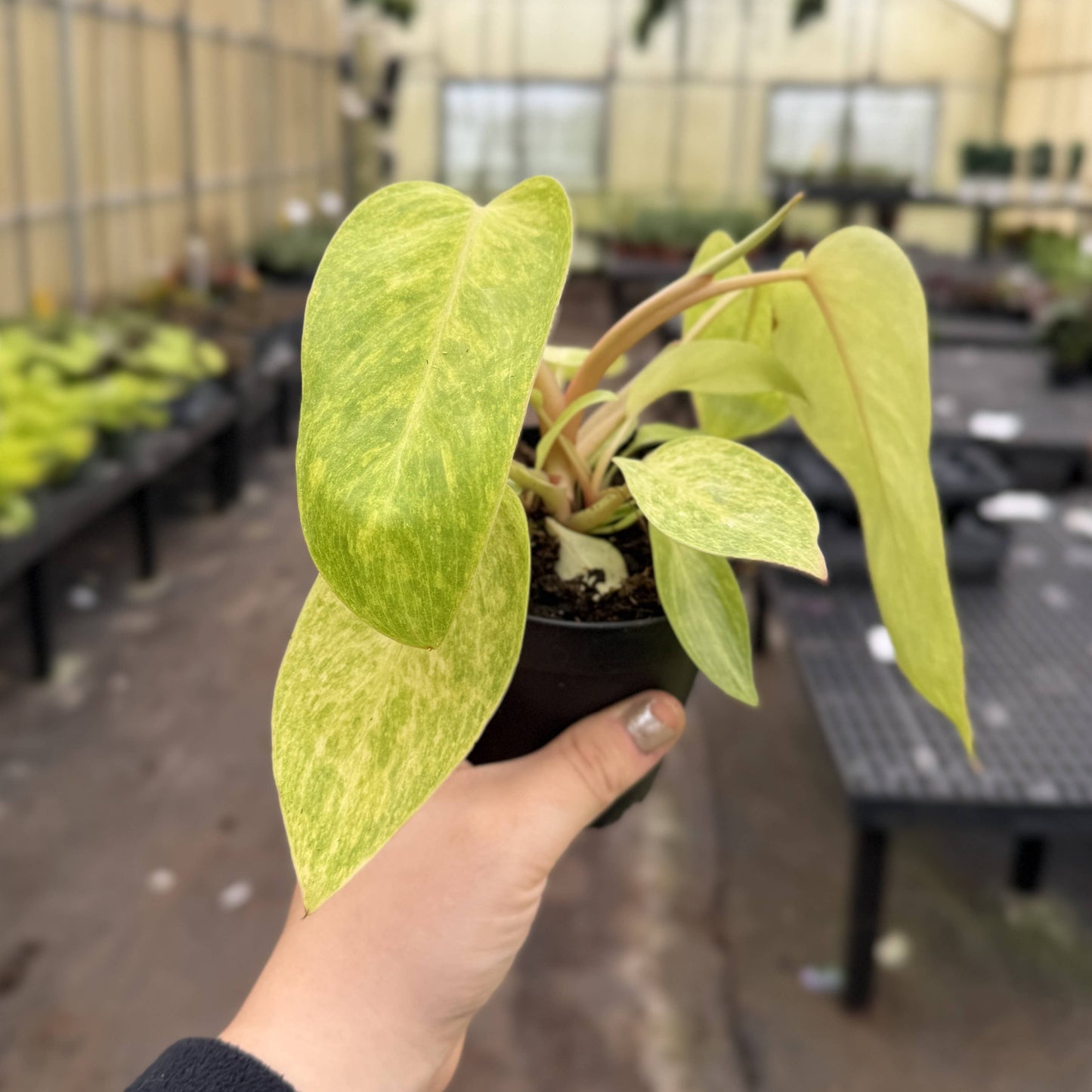 Painted Lady Philodendron - Live Plant - Rare: 4" Pot