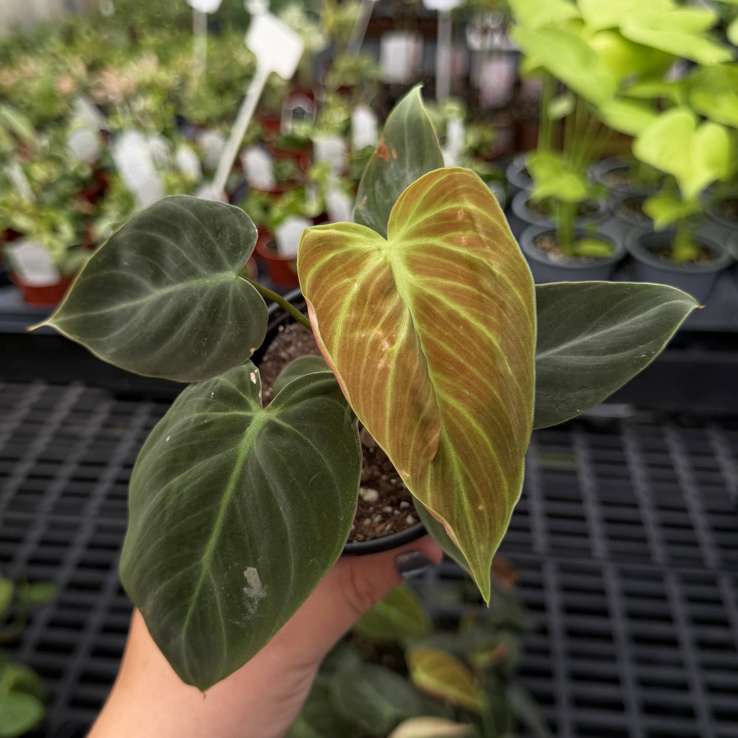 Philodendron El Choco Red - 4" Live Plant