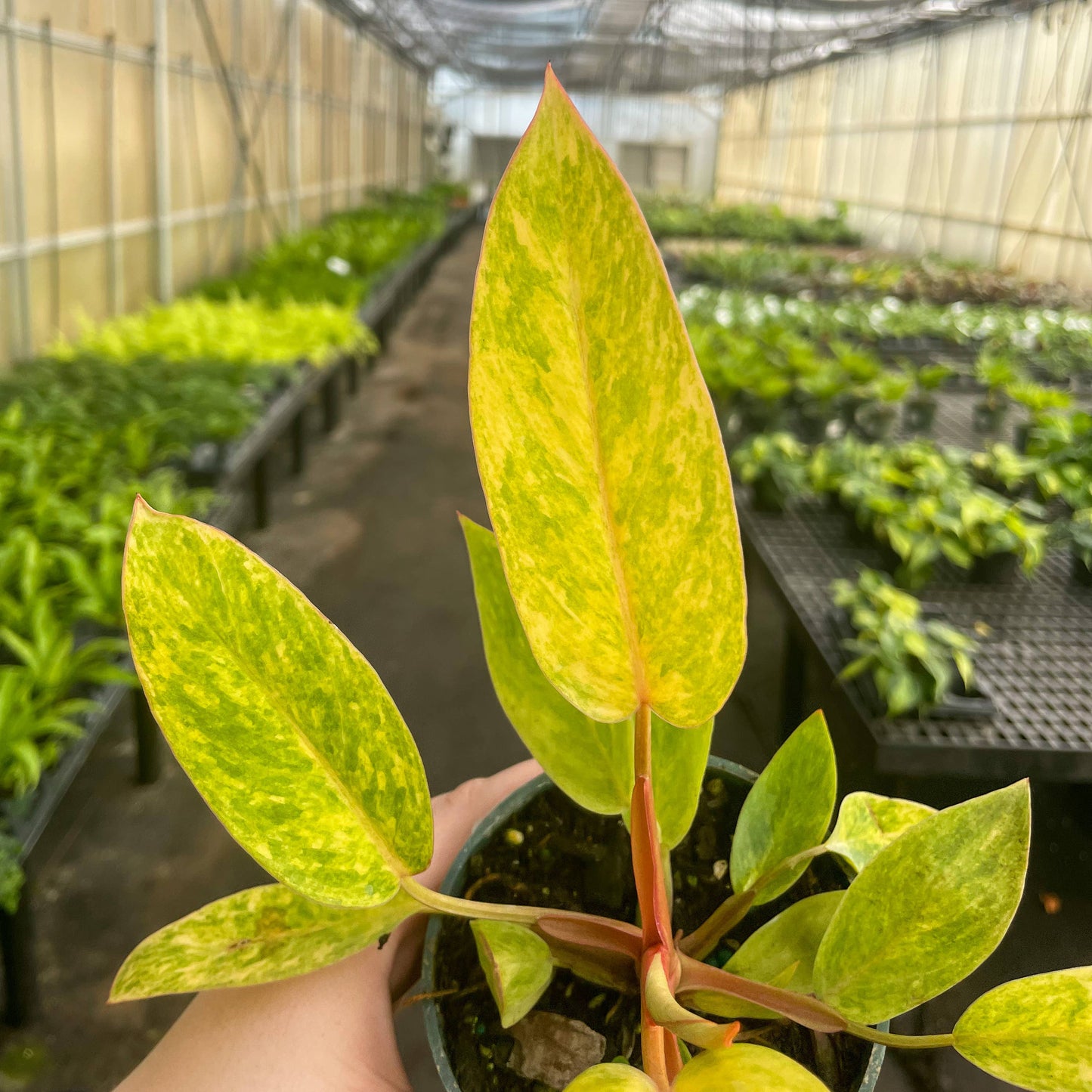 Painted Lady Philodendron - Live Plant - Rare: 4" Pot