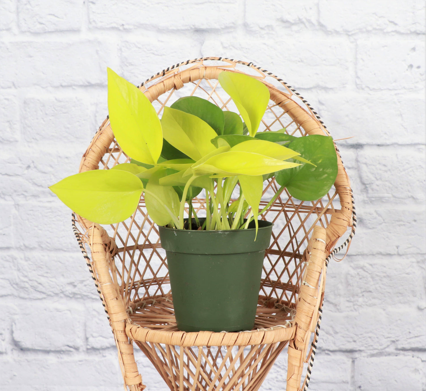 Neon Pothos Plant - Live Plant: 4" Pot