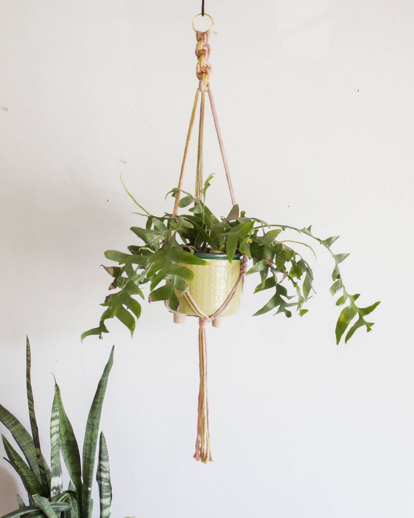 Chunky Twist Plant Hanger - Multicolor: Deep Green