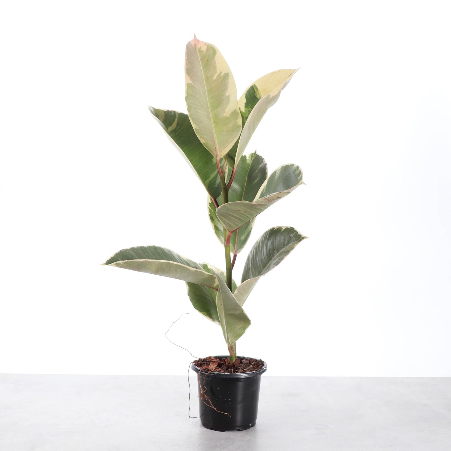 Tineke Rubber Plant - Live Plant: 4" Pot