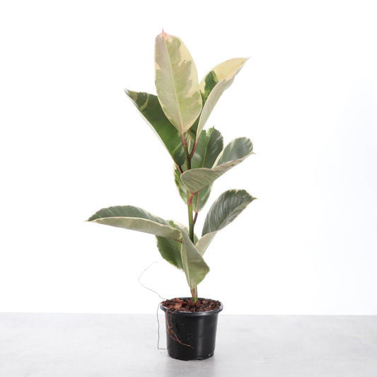 Tineke Rubber Plant - Live Plant: 4" Pot