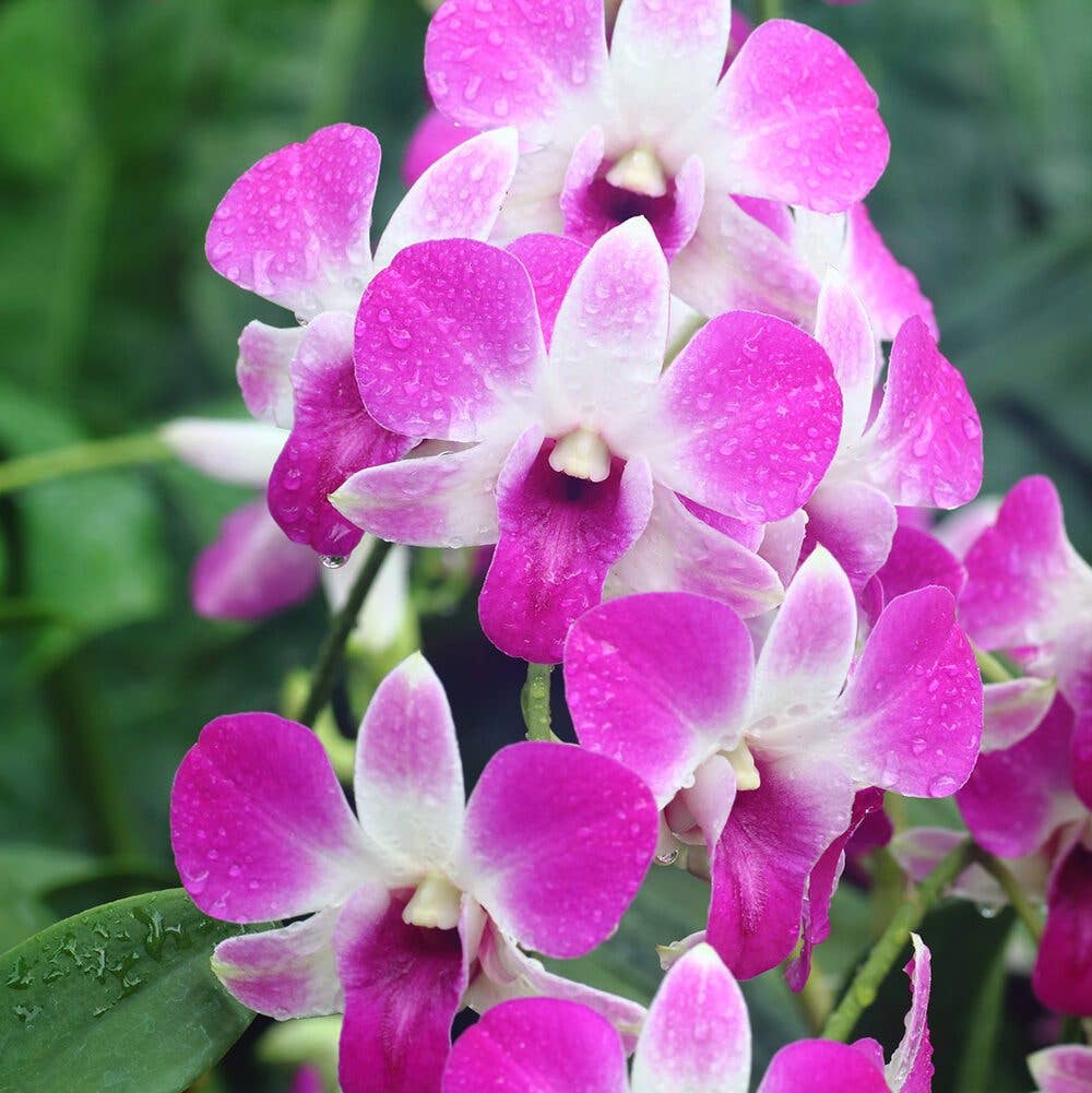 Perfect Plant Clearance - No damage. Unpotted starters