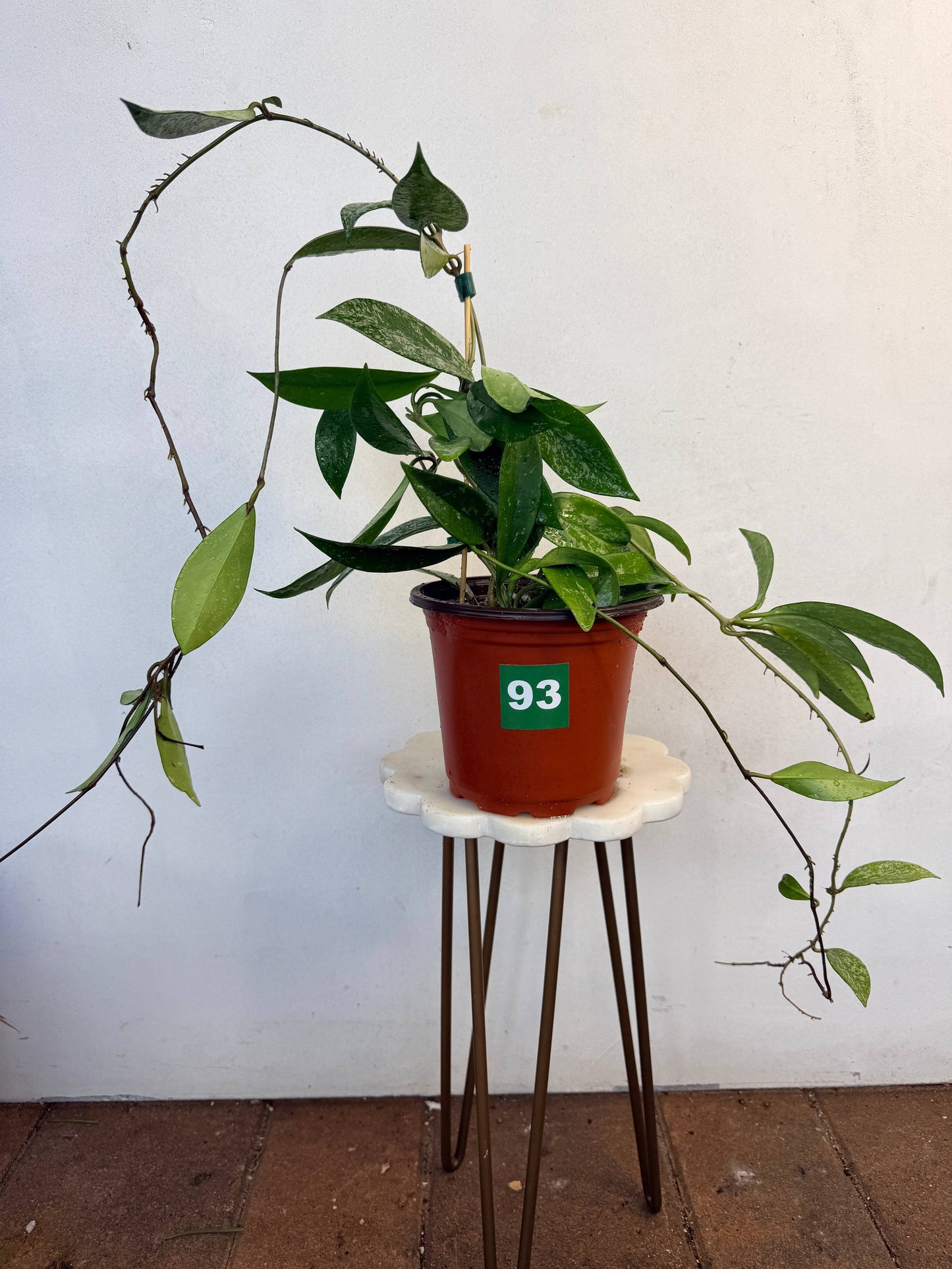 Hoya Pubicalyx: 94