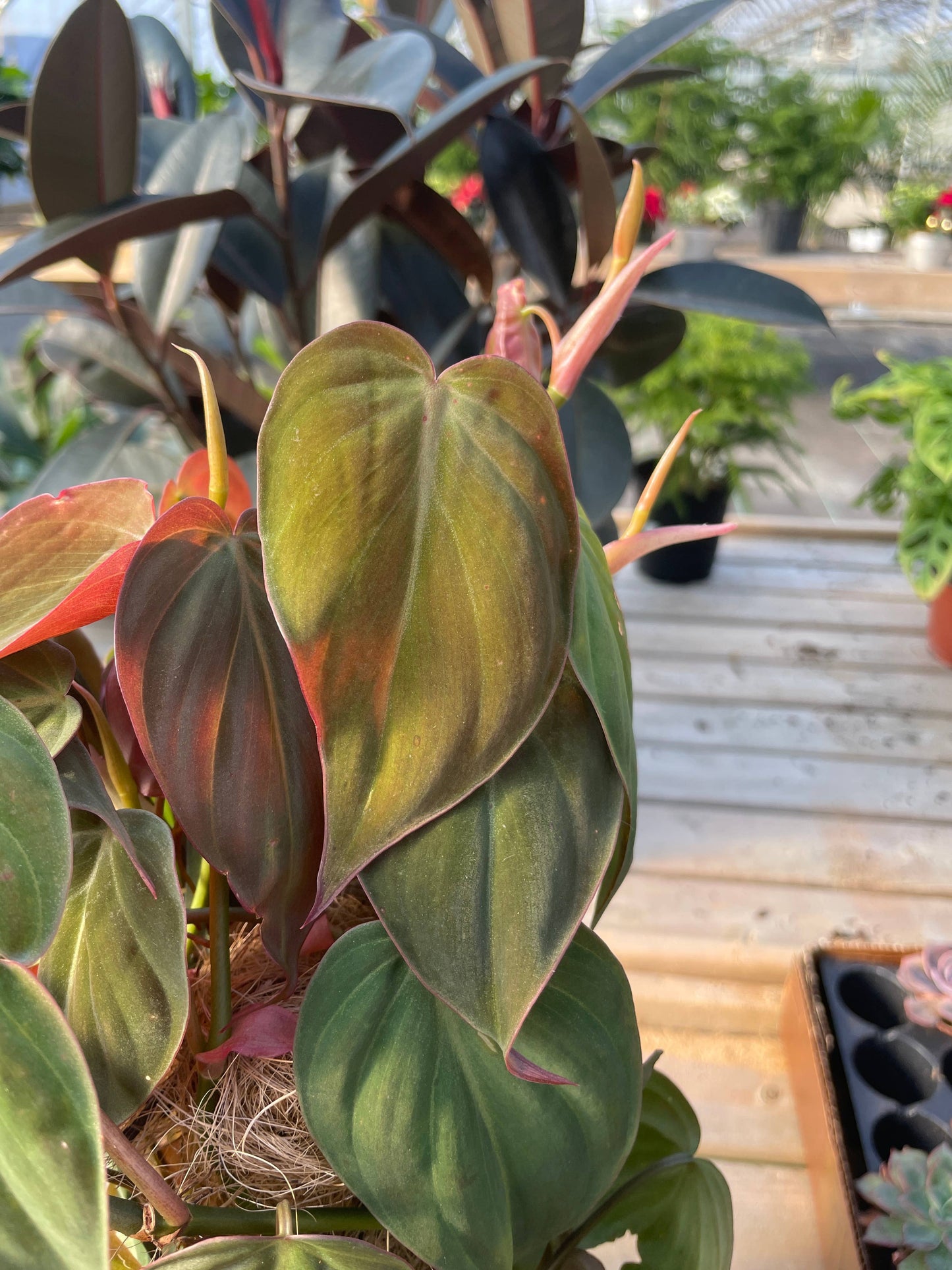 Philodendron Micans - Live Plant: 4" Pot