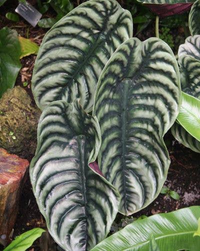 Alocasia Cuprea. starter: Yes. Please pot them in 3 inch pots.