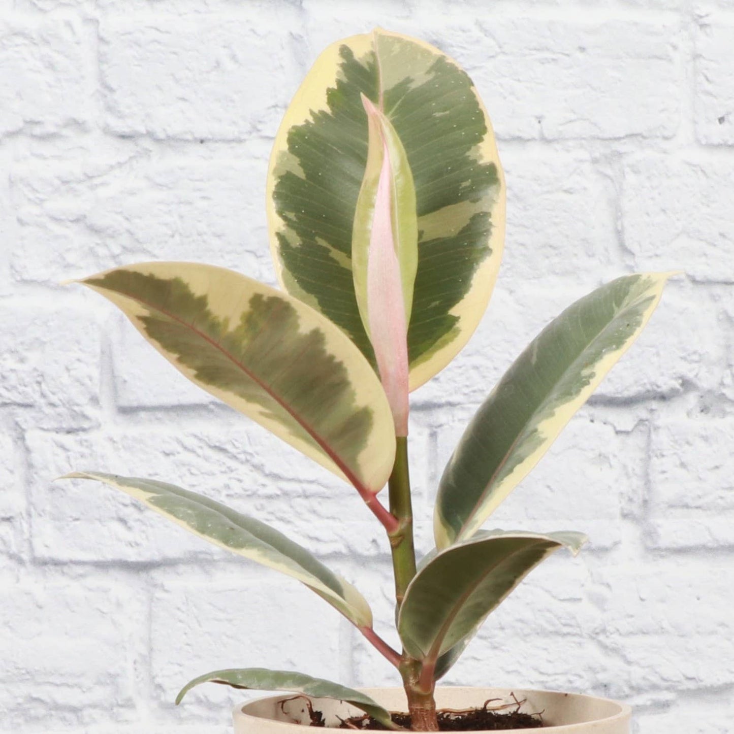 Tineke Rubber Plant - Live Plant: 4" Pot