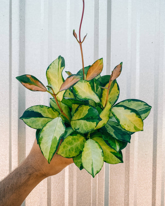4" Hoya 'Australis Lisa'