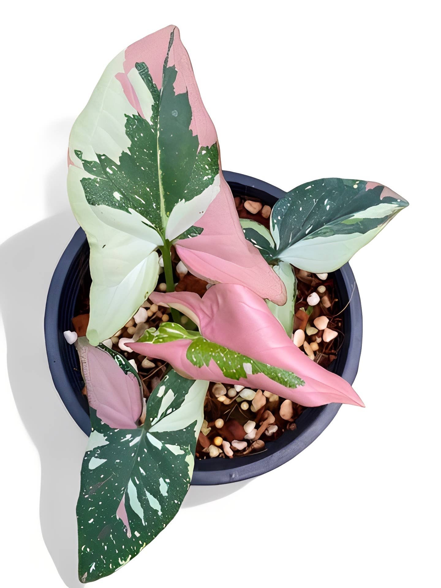 Rare Syngonium Tricolor: Large