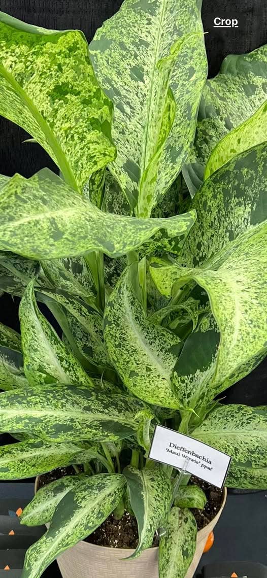 Perfect Plant Clearance - No damage. Unpotted starters