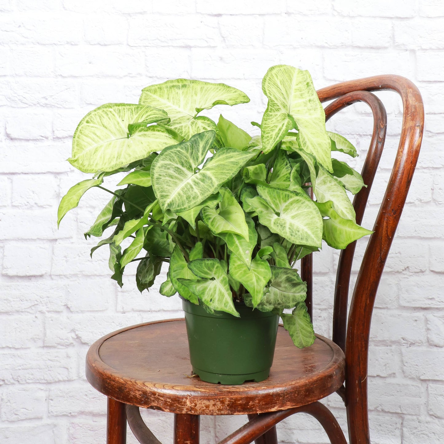 Assorted Butterfly Syngonium - Live Plant: 3" Pot