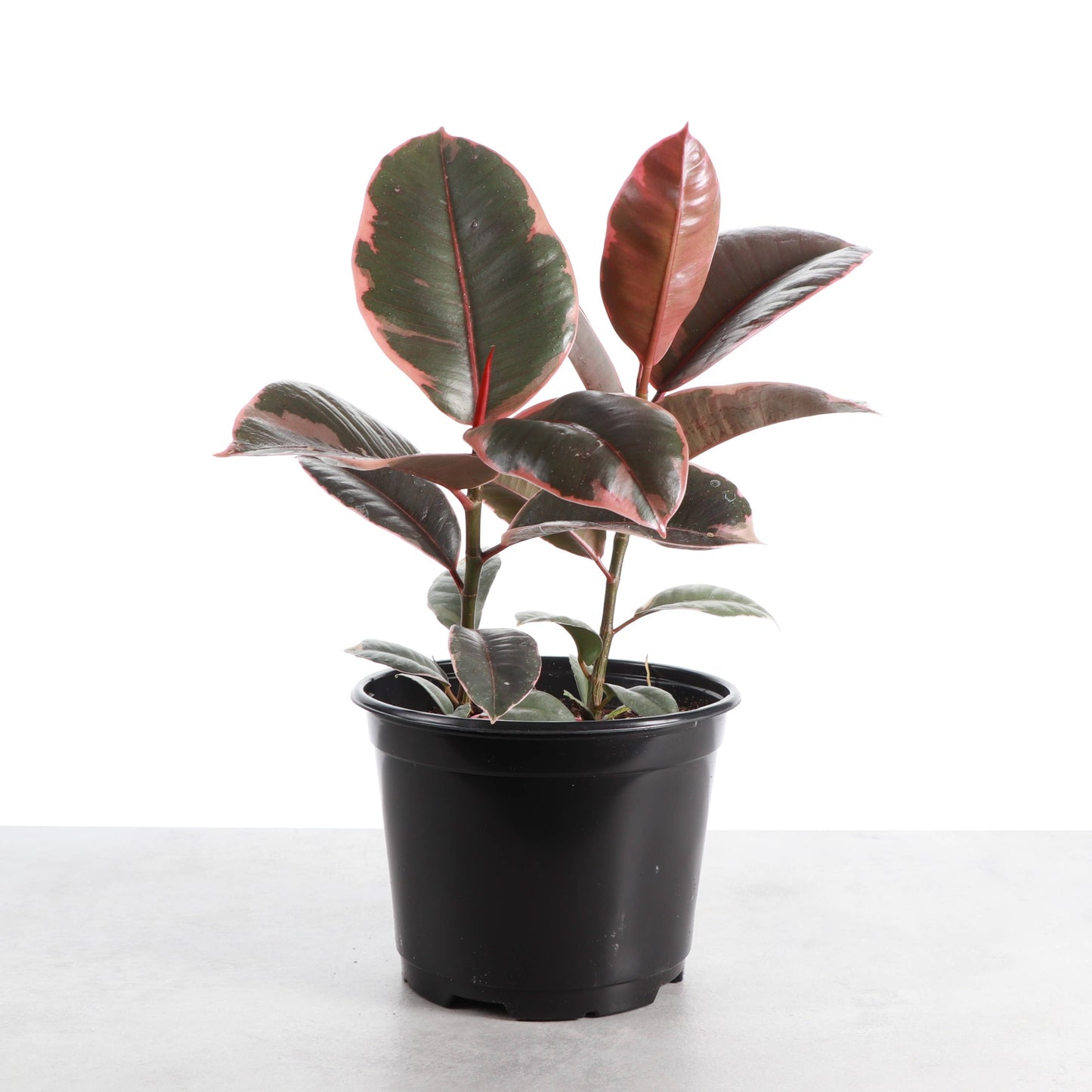 Ruby Rubber Plant - Live Ficus Plant: 4" Pot