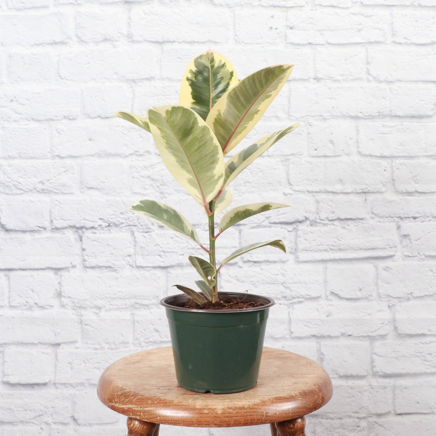 Tineke Rubber Plant - Live Plant: 4" Pot