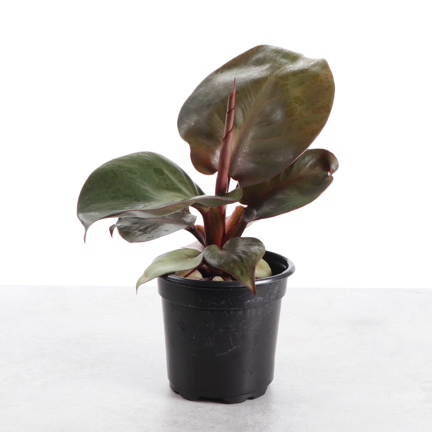 Red Heart Philodendron - 4" Live Plant