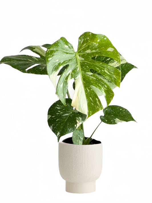 Monstera Thai Constellation: 6" Pot