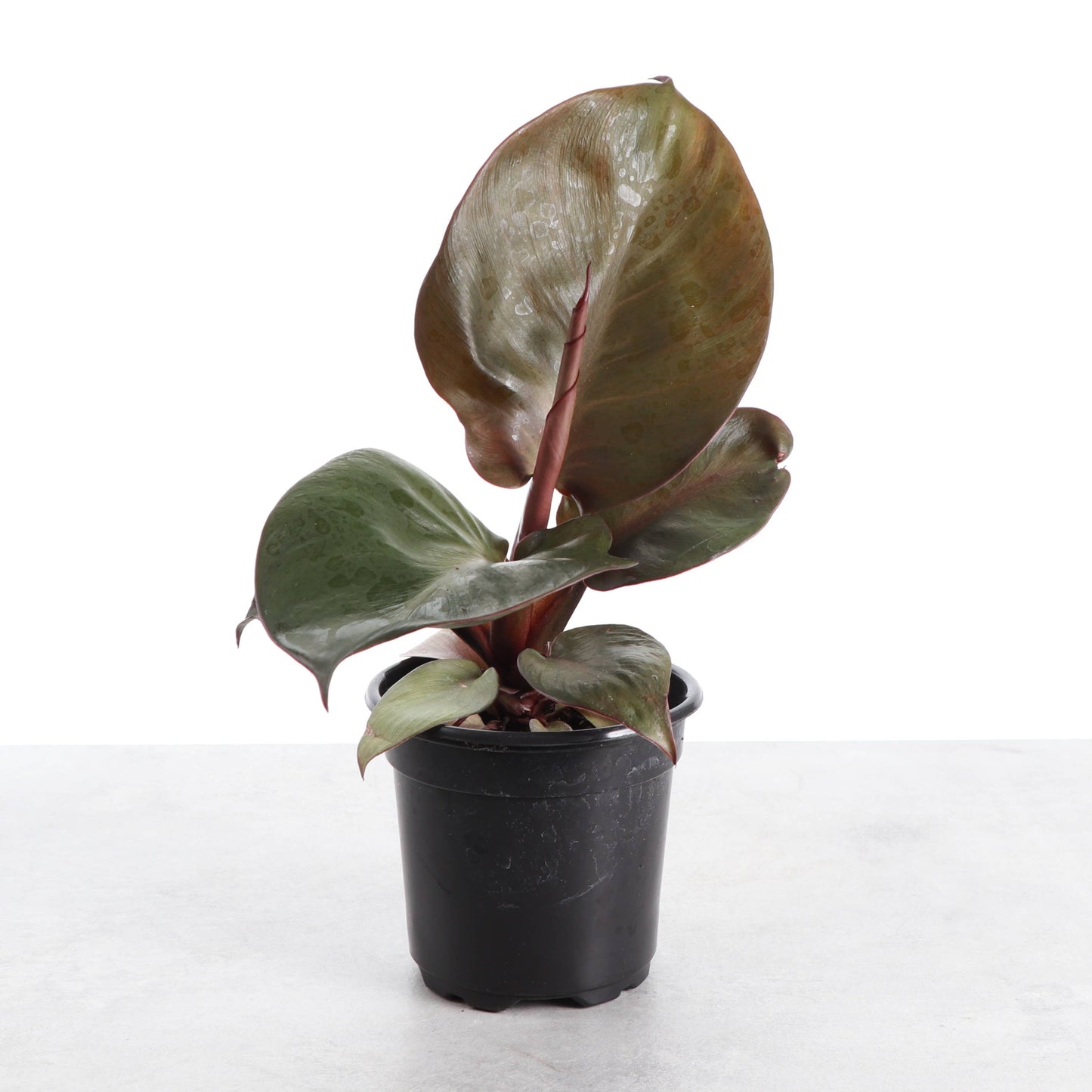 Red Heart Philodendron - 4" Live Plant