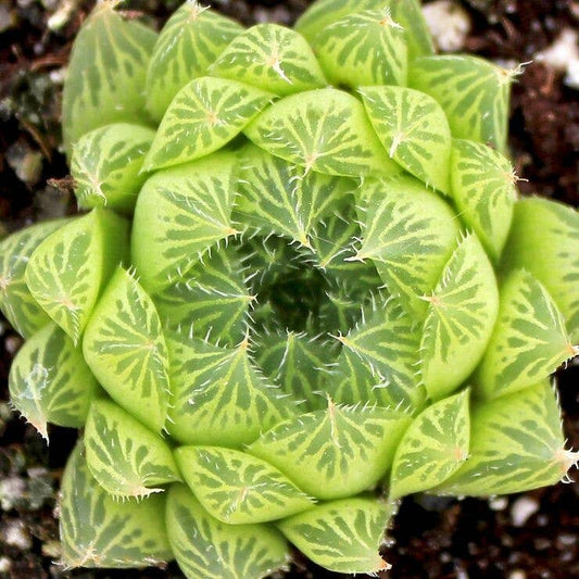 Haworthia cooperi