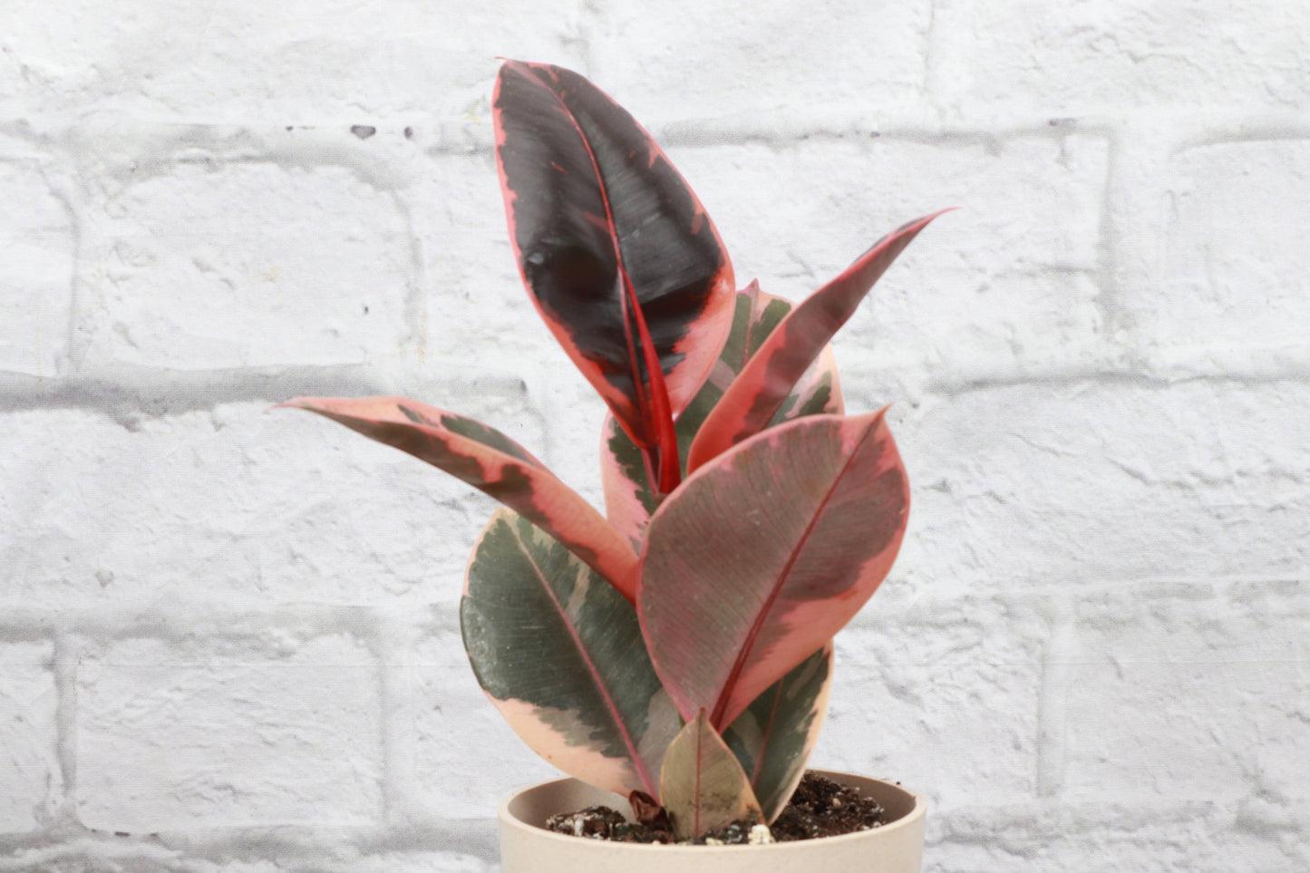 Ruby Rubber Plant - Live Ficus Plant: 4" Pot
