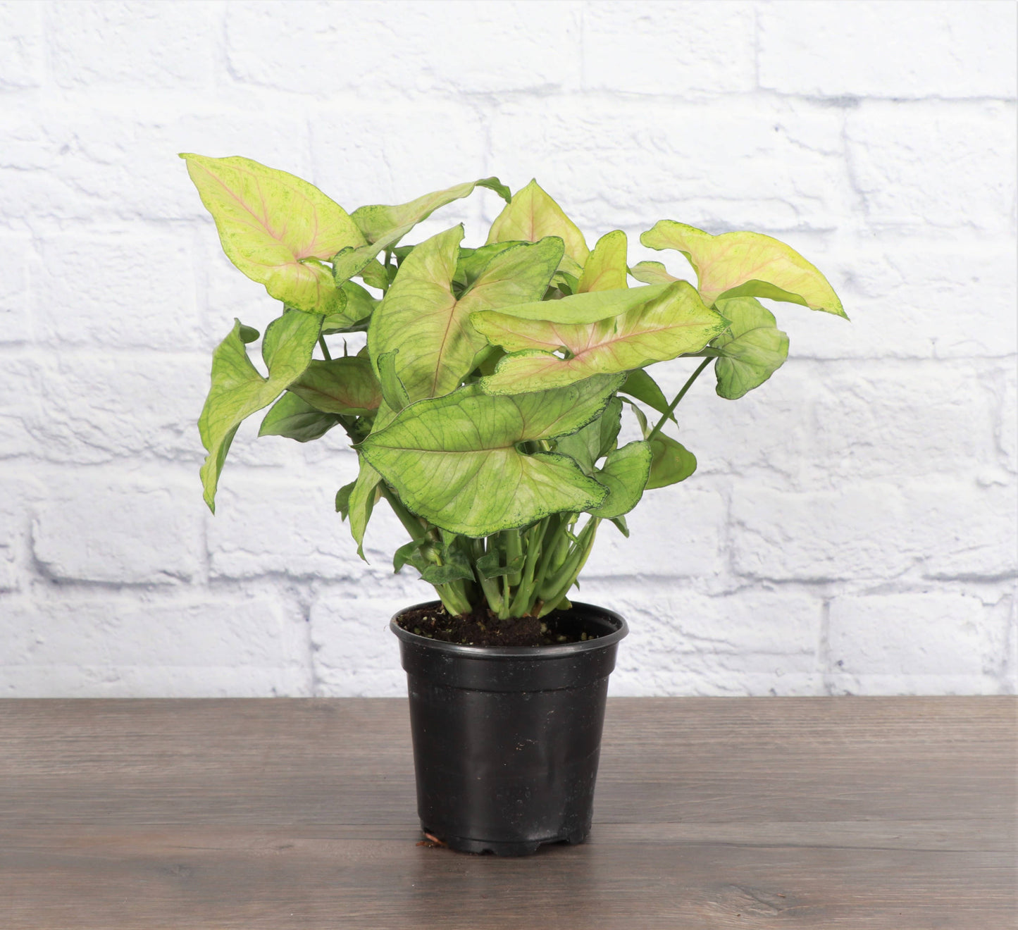 Assorted Butterfly Syngonium - Live Plant: 3" Pot