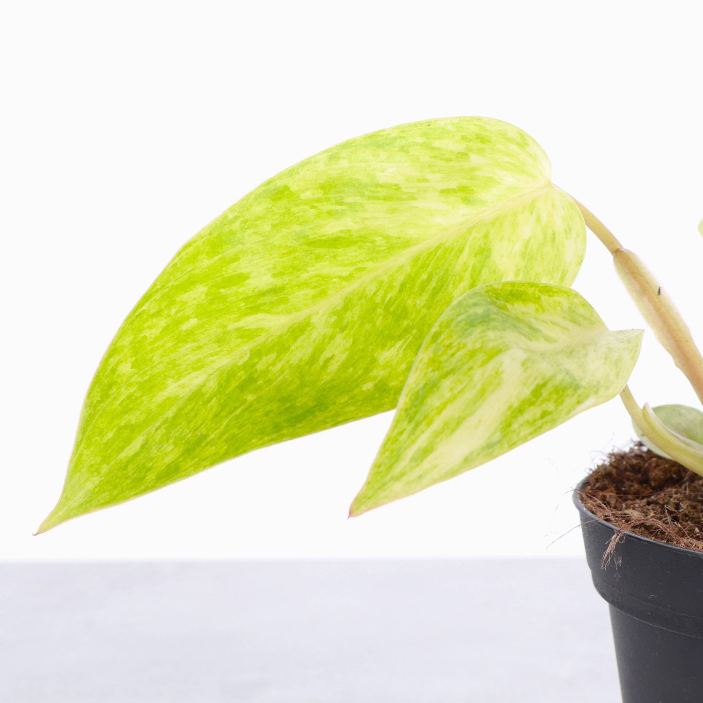 Painted Lady Philodendron - Live Plant - Rare: 4" Pot