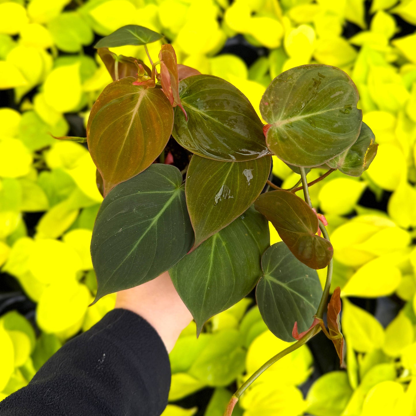 Philodendron Micans - Live Plant: 4" Pot