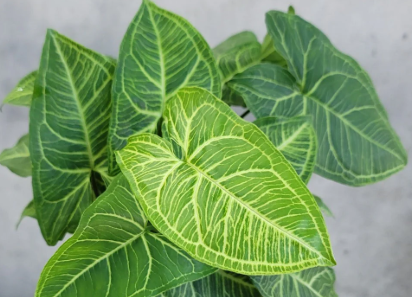 Syngonium Batik. 2-3 inch starter plant. : Yes. 3 inch pot.