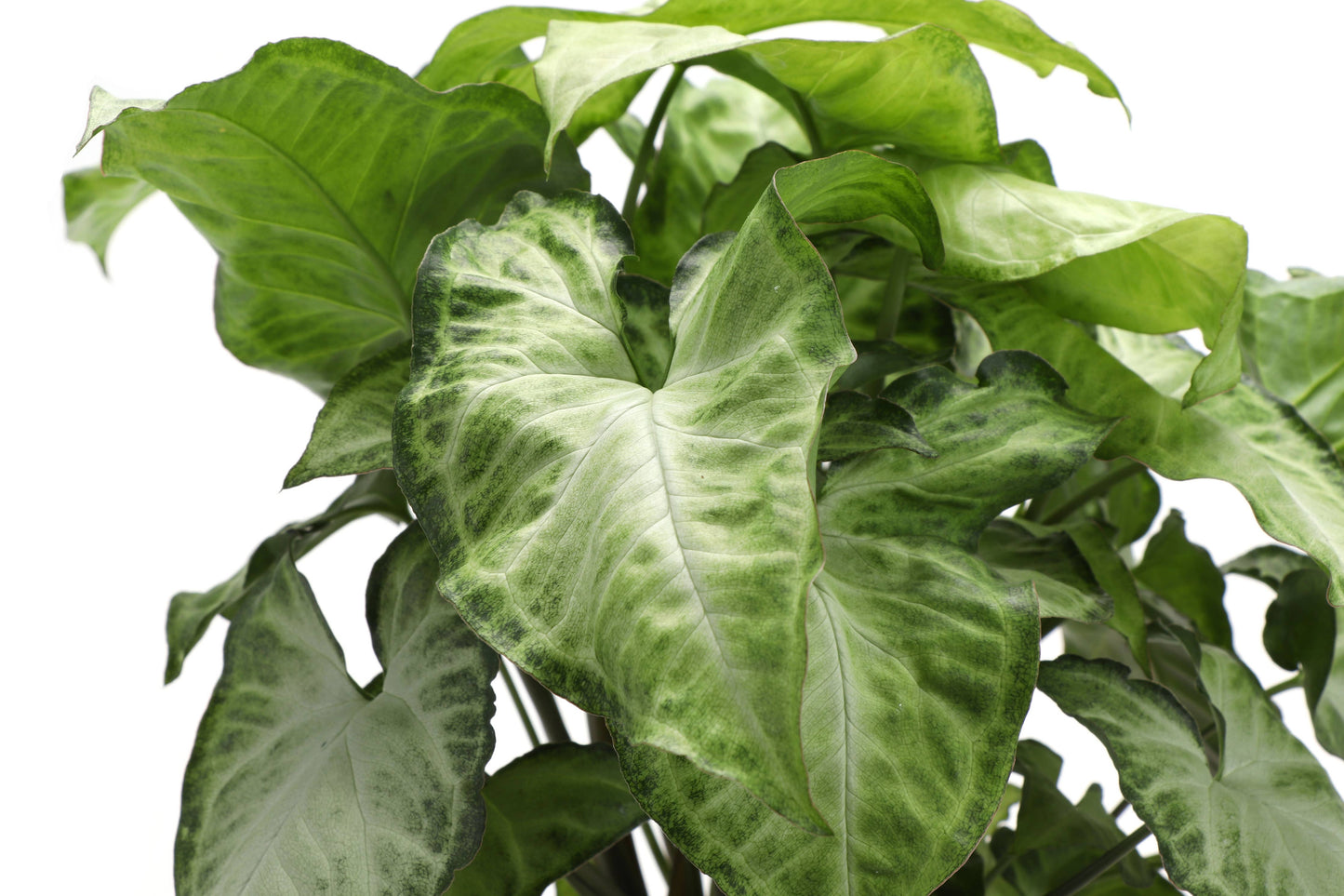 Assorted Butterfly Syngonium - Live Plant: 3" Pot