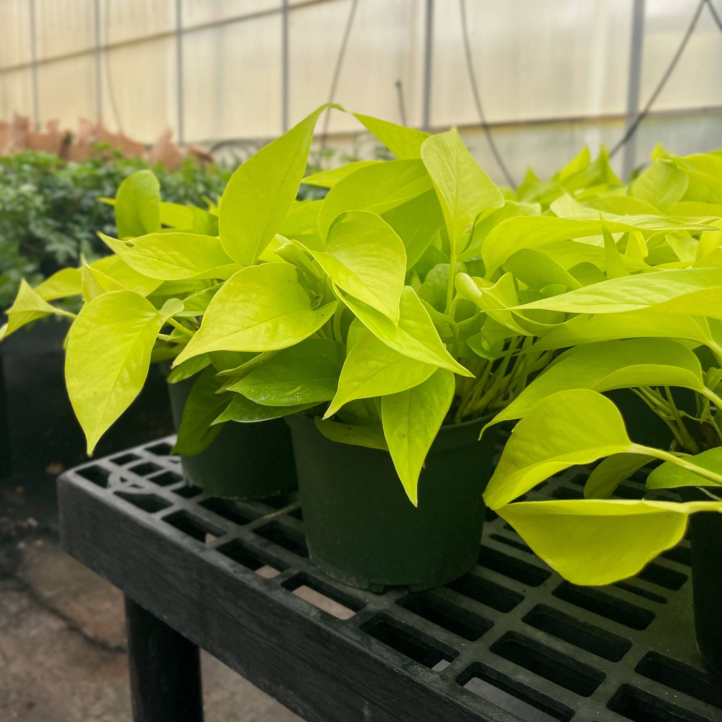Neon Pothos Plant - Live Plant: 4" Pot