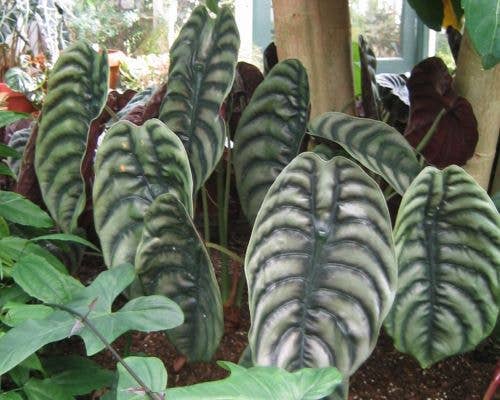 Alocasia Cuprea. starter: Yes. Please pot them in 3 inch pots.