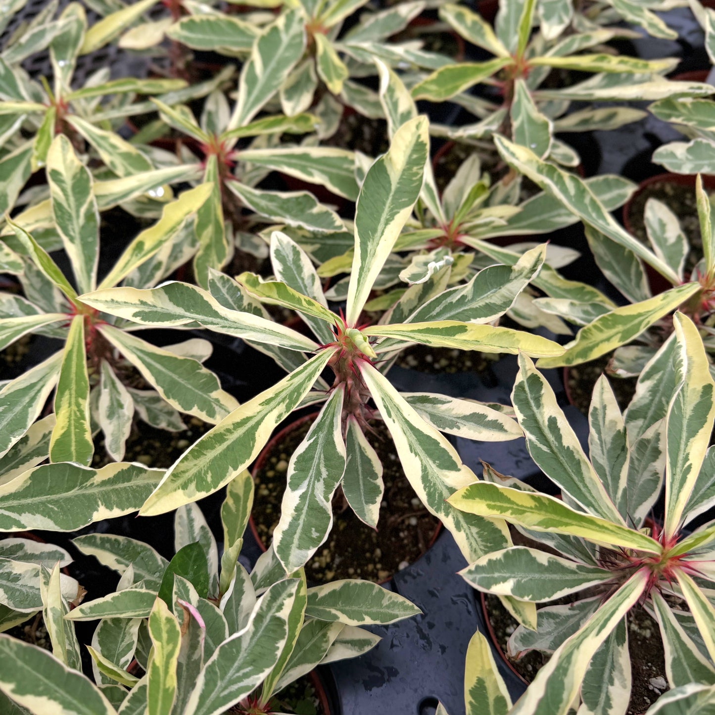 Variegated Crown of Thorns Cactus - 4" Live Plant