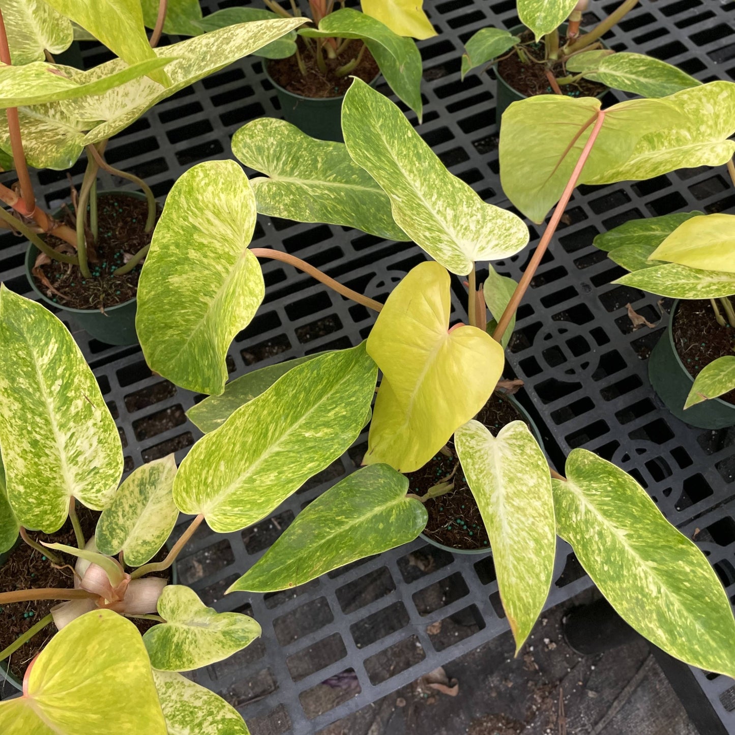 Painted Lady Philodendron - Live Plant - Rare: 4" Pot