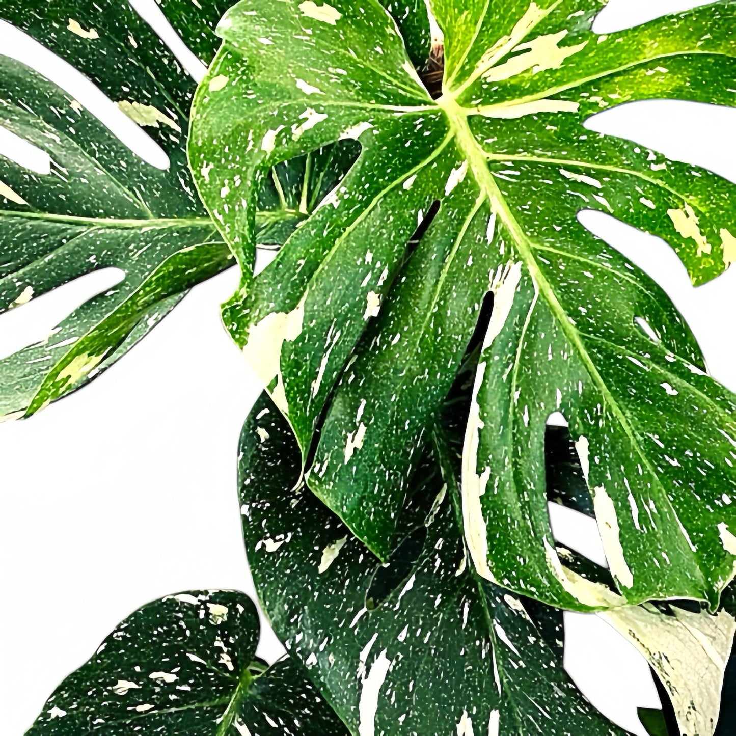 Monstera Thai Constellation: 6" Pot