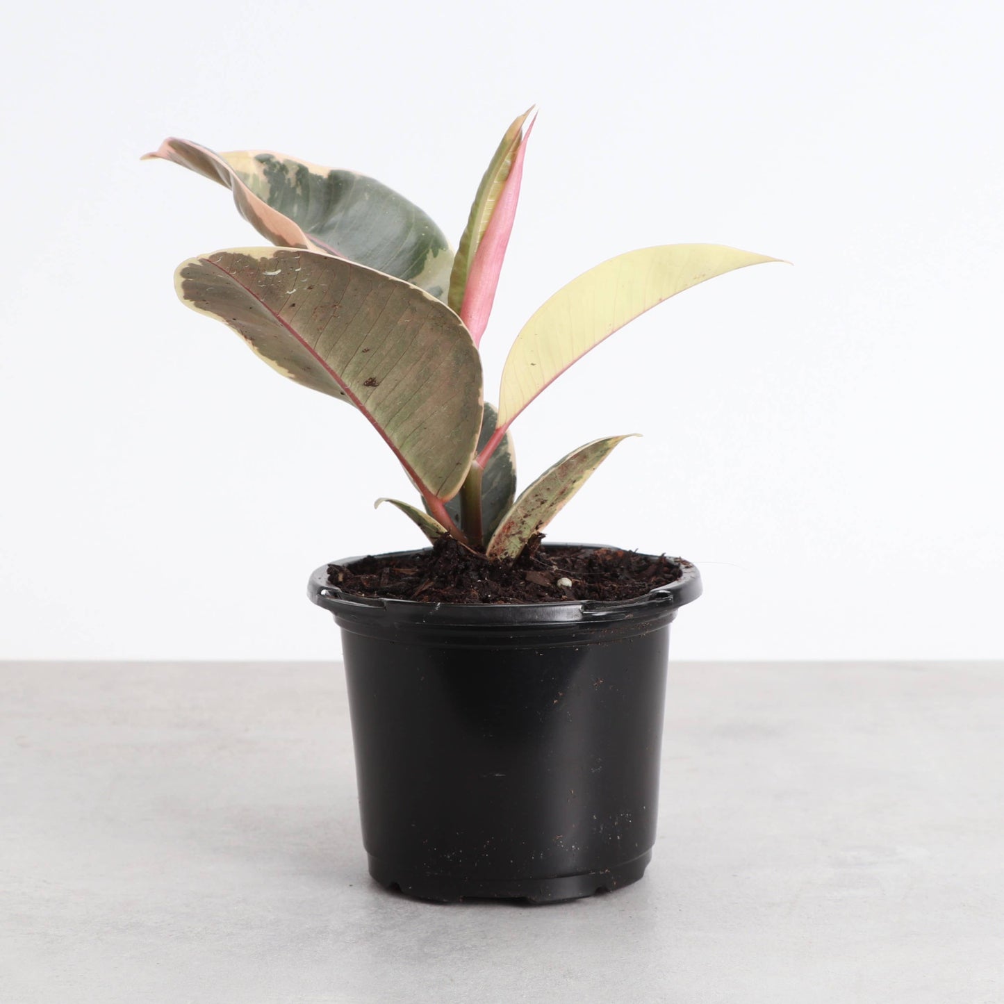 Tineke Rubber Plant - Live Plant: 4" Pot