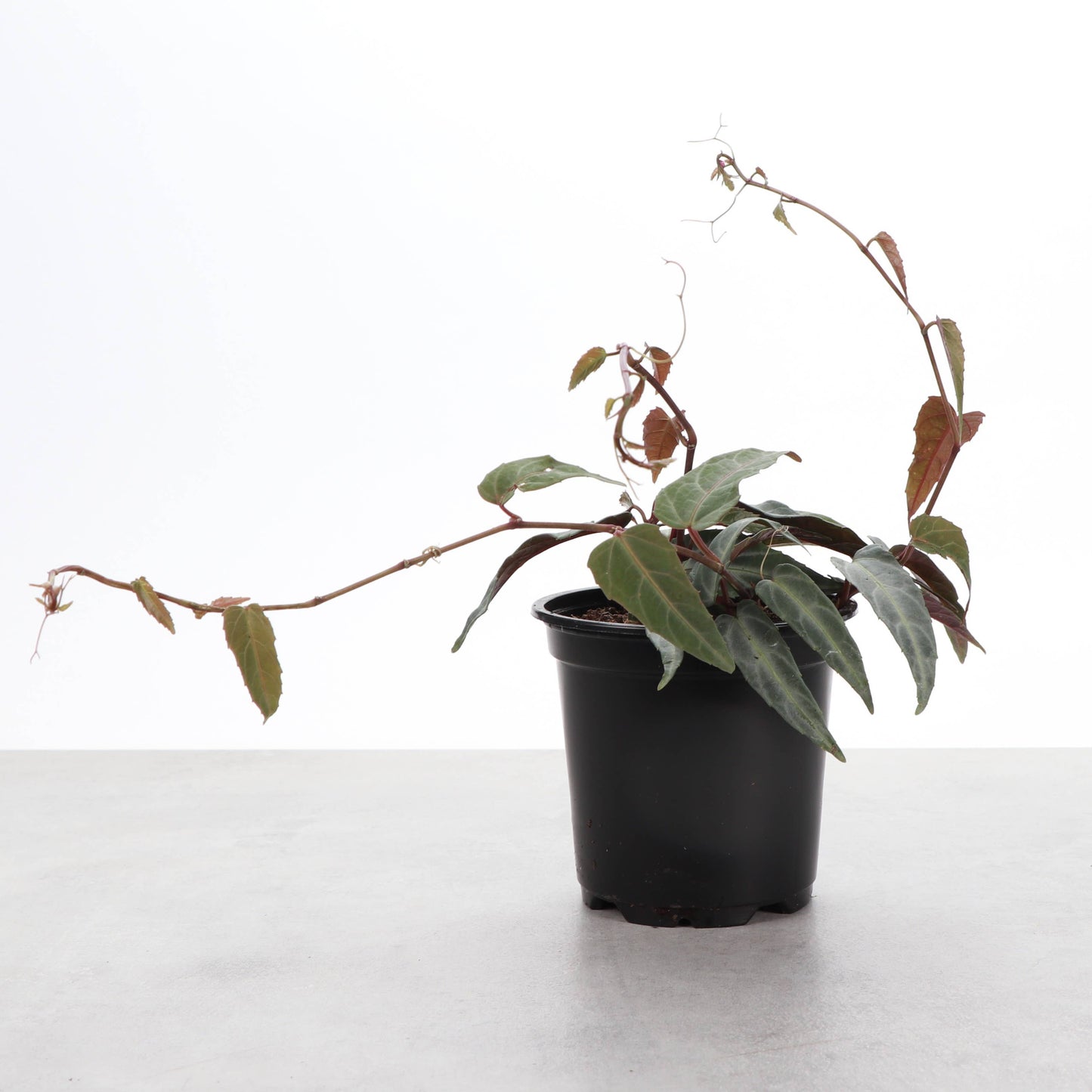 Jungle Vine - Cissus Amazonica - 4" Plant