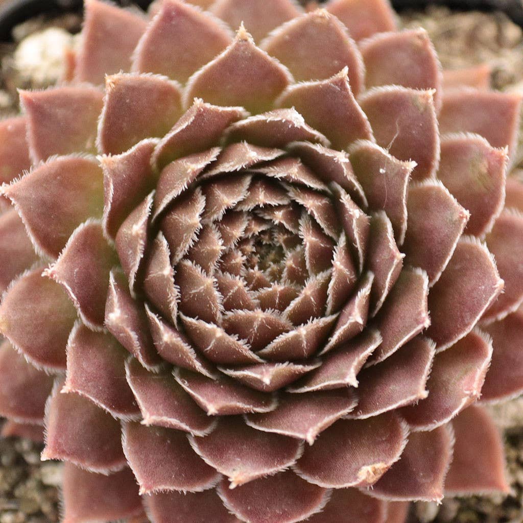 Sempervivum 'Bronze Pastel'
