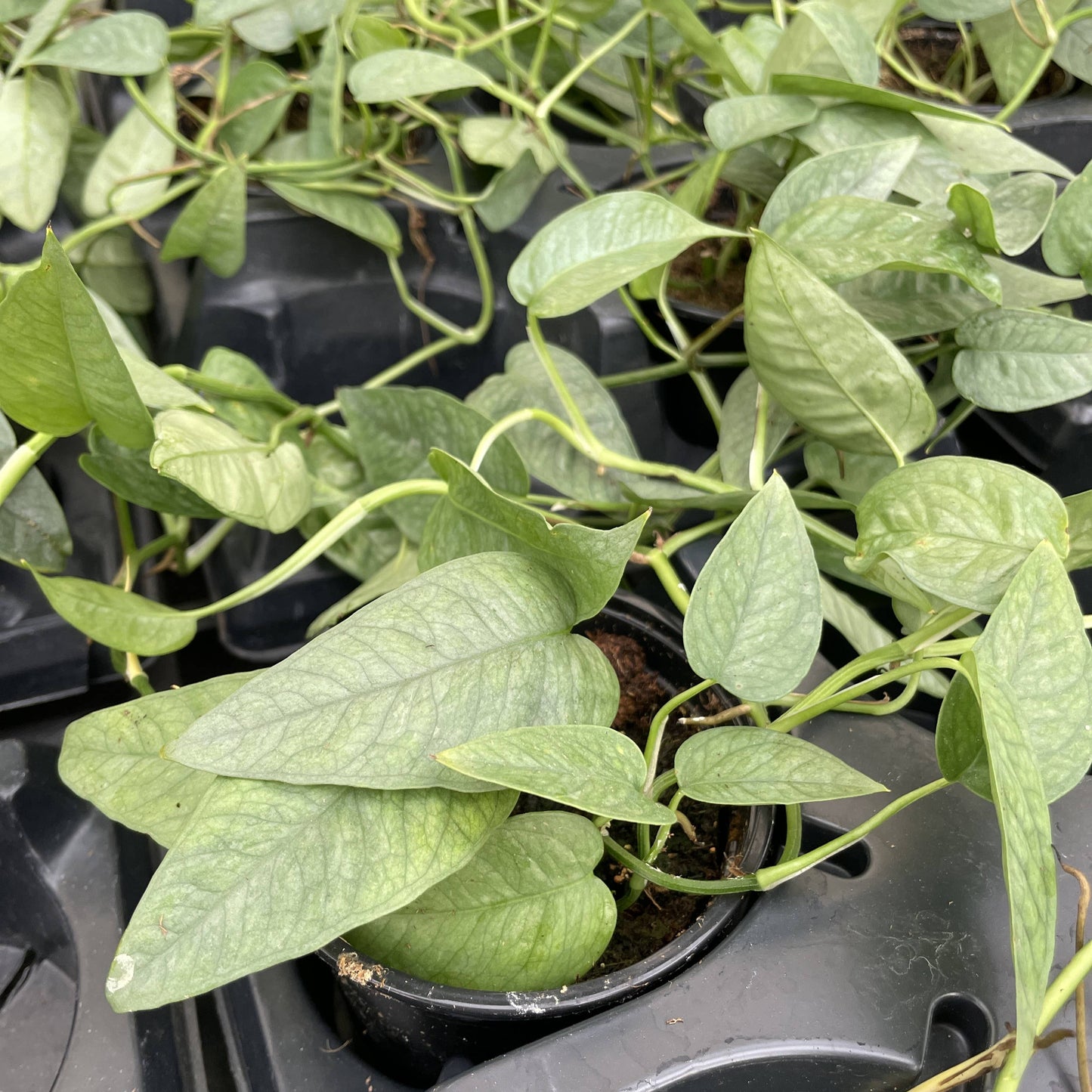Cebu Blue Pothos - 4" Live Plant