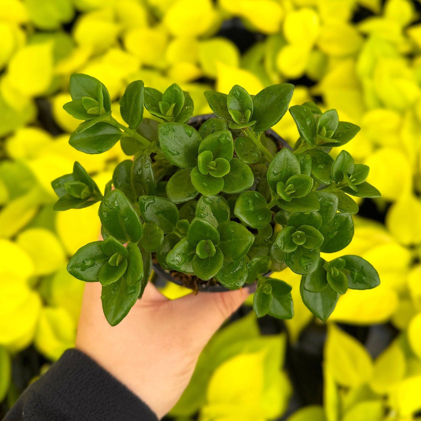 Goldfish Plant - Live Plant: 4" Pot