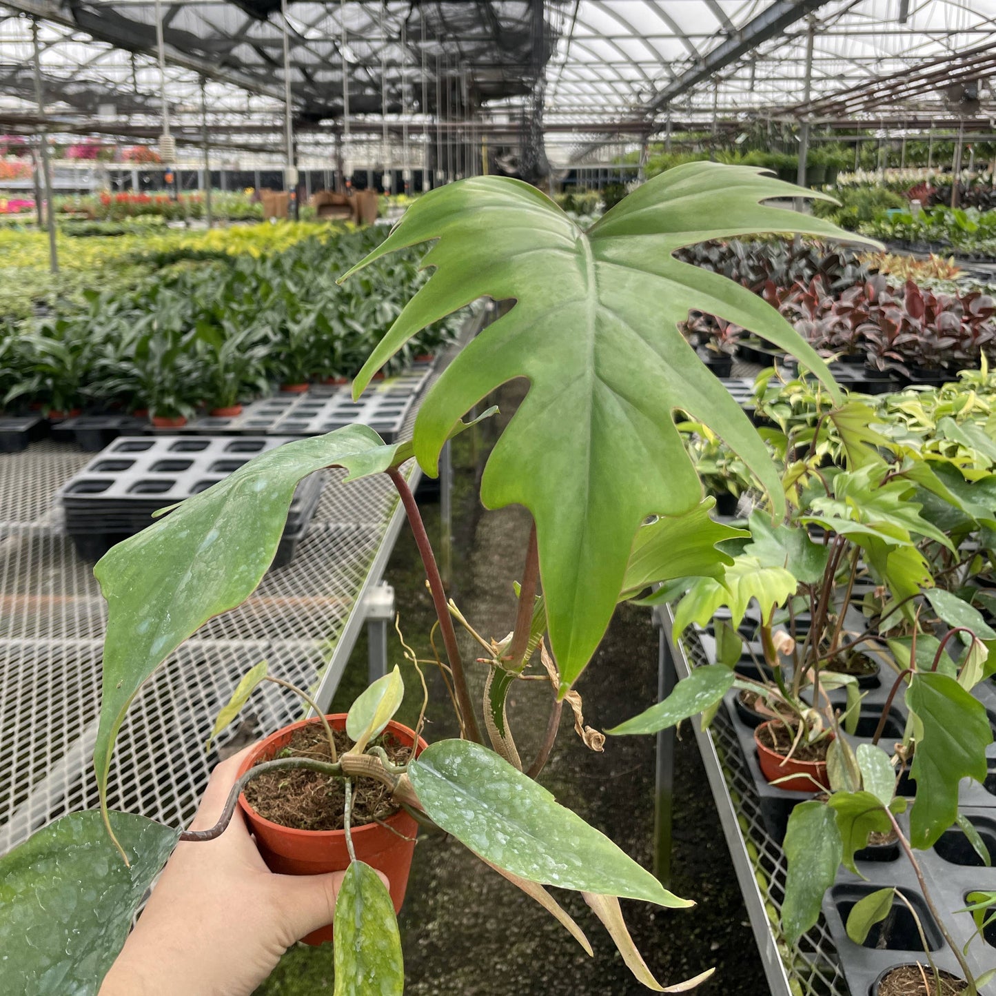 Philodendron Mayoi - Live Plant : 6" Pot