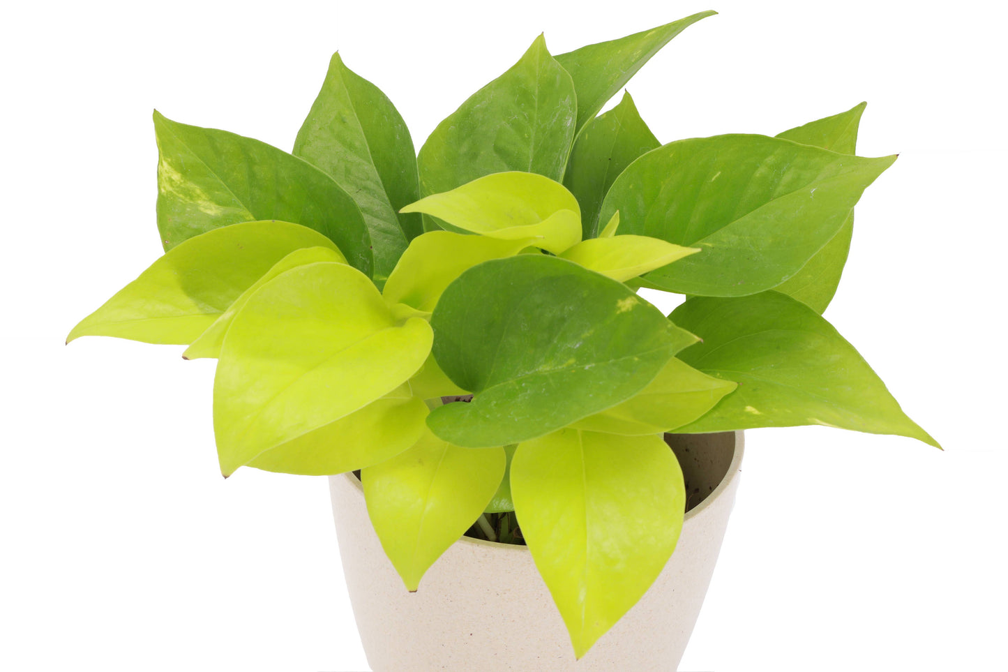 Neon Pothos Plant - Live Plant: 4" Pot
