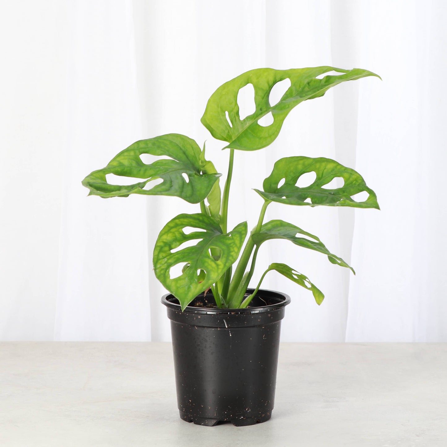 Swiss Cheese Plant, Monstera Adansonii - Live Plant: 6" Pot